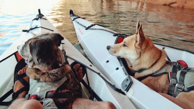 3 Best Kayak For Dogs