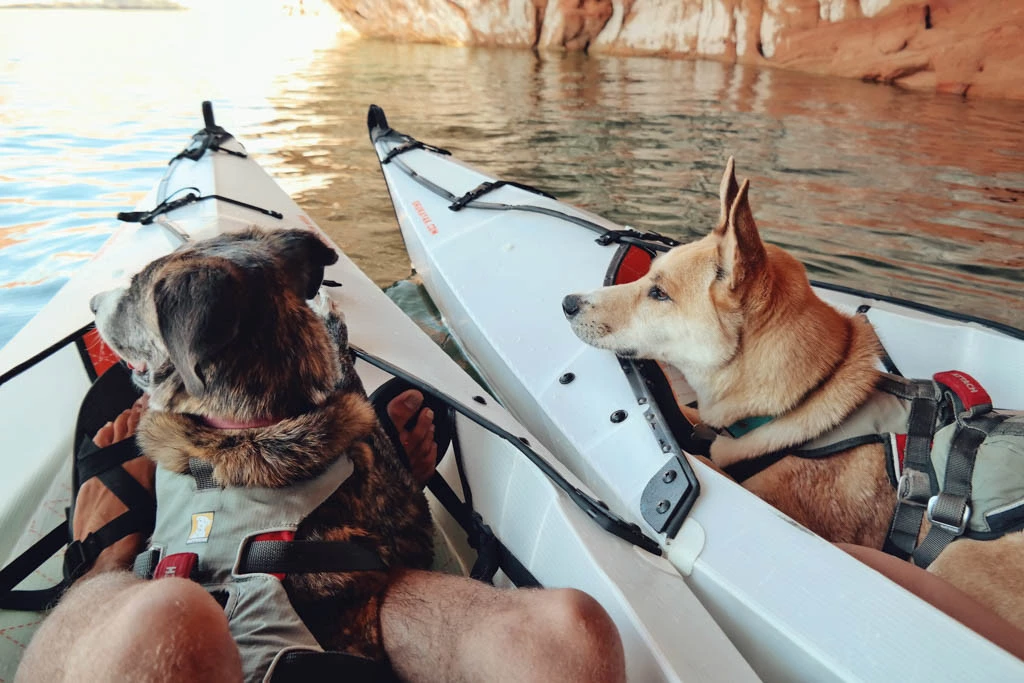 3 Best Kayak For Dogs