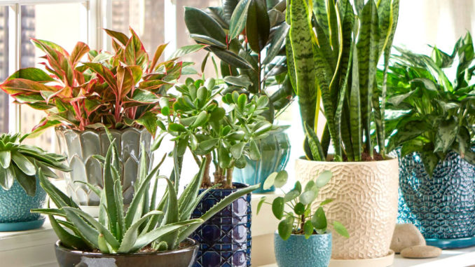 Why must we have houseplants in our homes