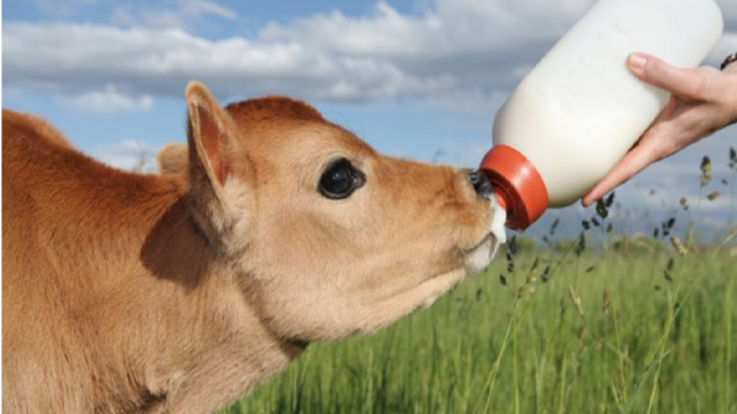 Calf Milk Replacer, The Best Milk And Milk Products Provider!