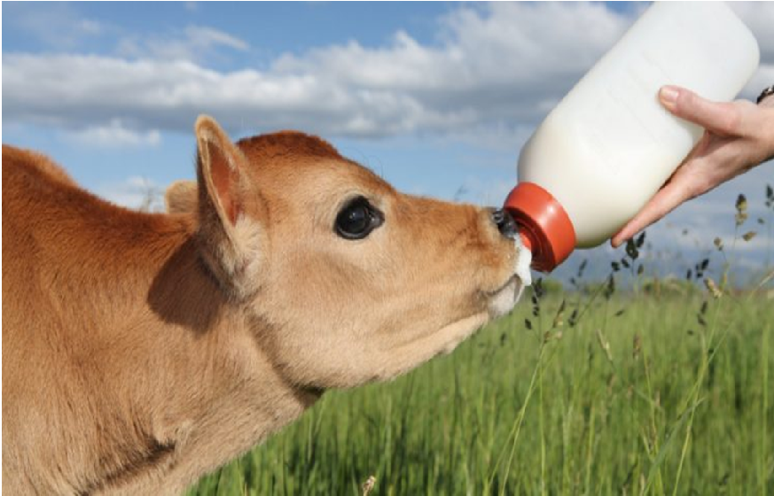 Calf Milk Replacer, The Best Milk And Milk Products Provider!