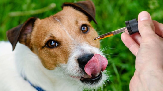 Is CBD Oil Good for Depression in Dogs