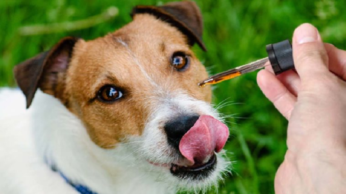 Is CBD Oil Good for Despair in Canine?