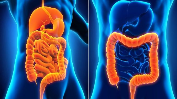 Most Frequent Digestive Diseases In Humans